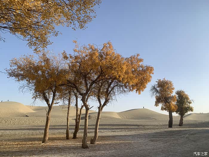 深秋新疆巴州尉犁沙漠胡杨塔里木河尽赏