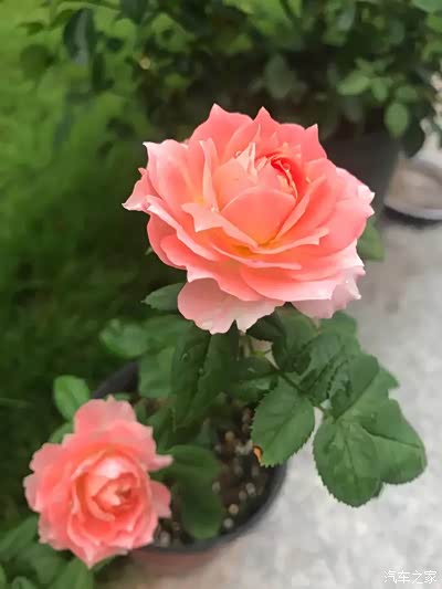 甜蜜回音,获奖无数的月季花,在家也能养