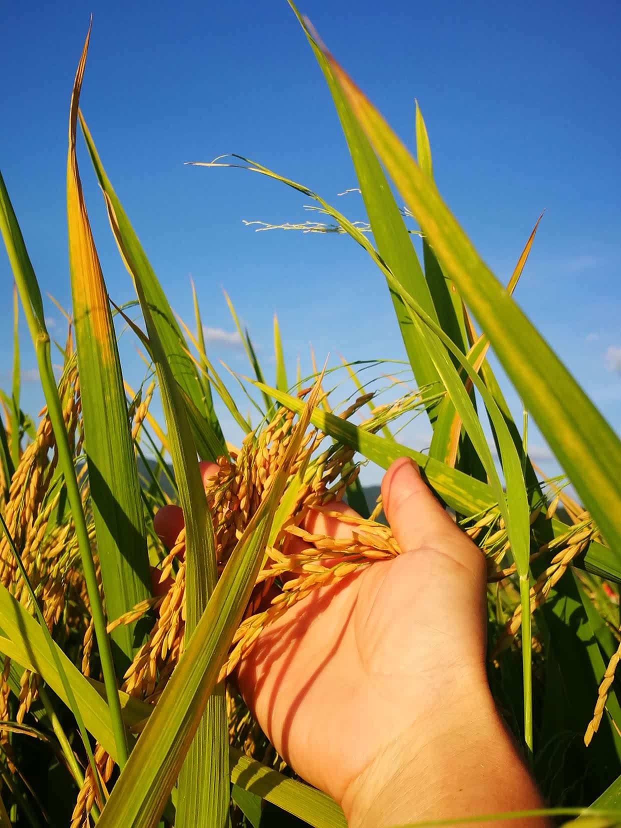 成熟的稻谷染上傍晚时分温柔的日光很是动人