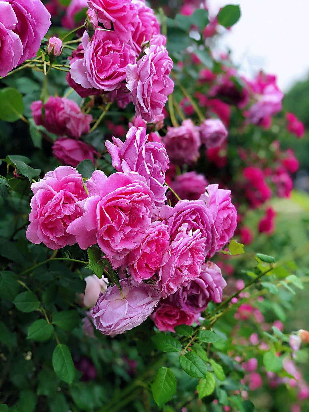 卡子门广场,浪漫的月季长廊.