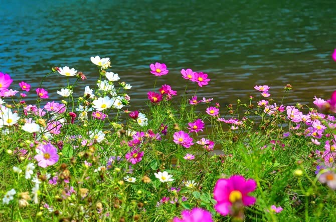 万花丛中,百花齐放