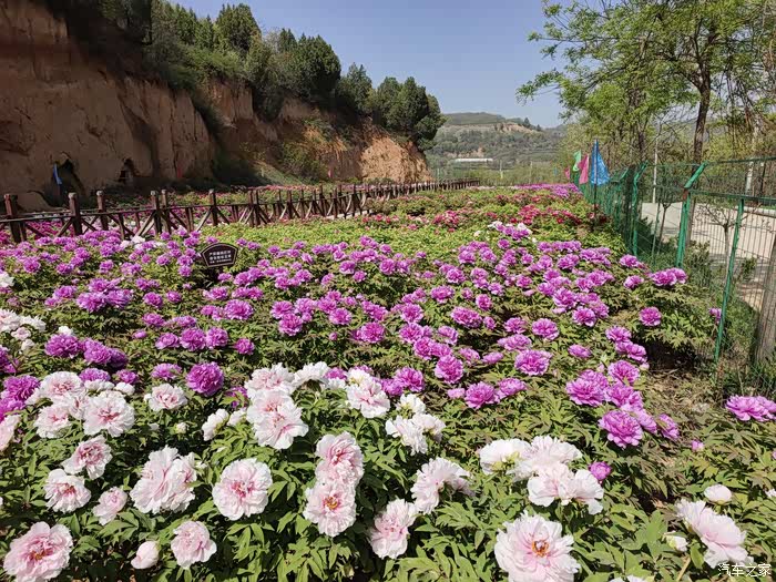 赏花牡丹 4月春光明媚,是个好日子,蓝田县洩湖镇簸箕掌村牡丹园中赏花