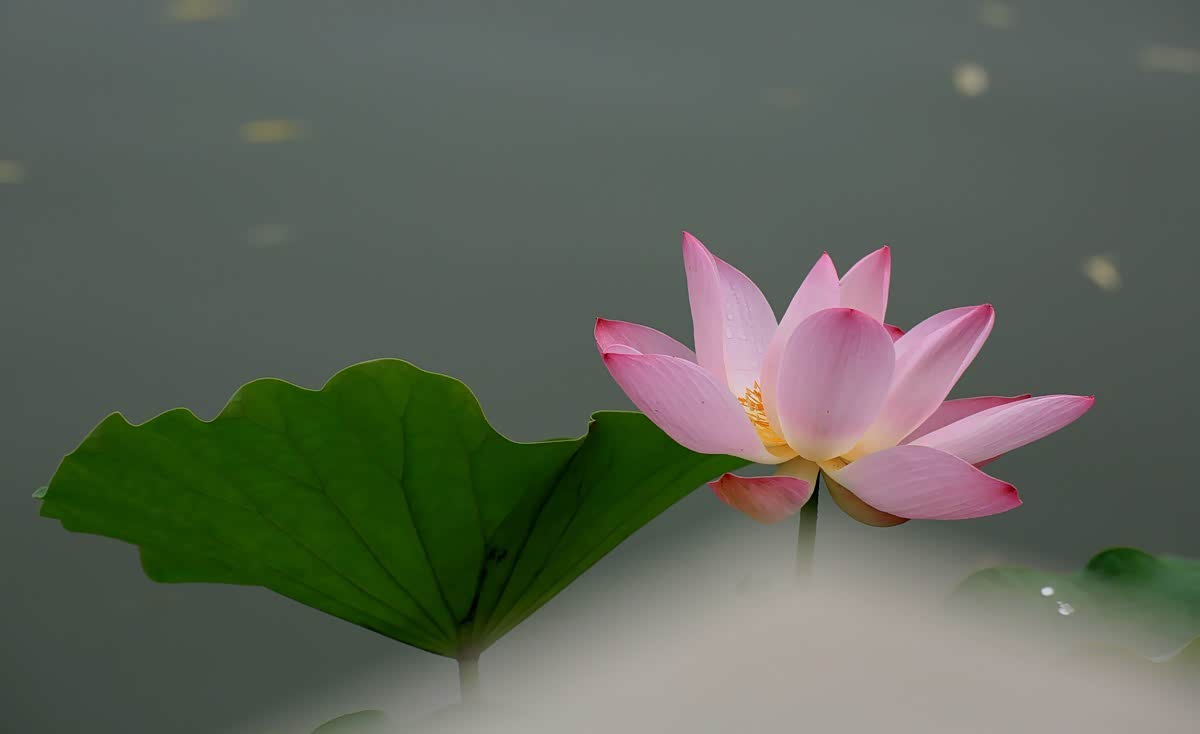 灼灼荷花端 亭亭出水中 ,荷花把湖水点缀的更加漂亮