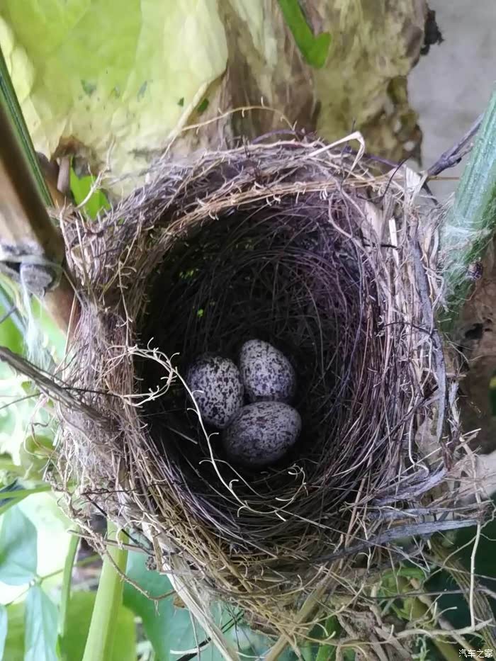 掏个鸟窝的玩玩