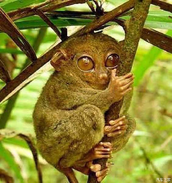 降温送关怀菲律宾行08巧克力山丘眼镜猴罗博河