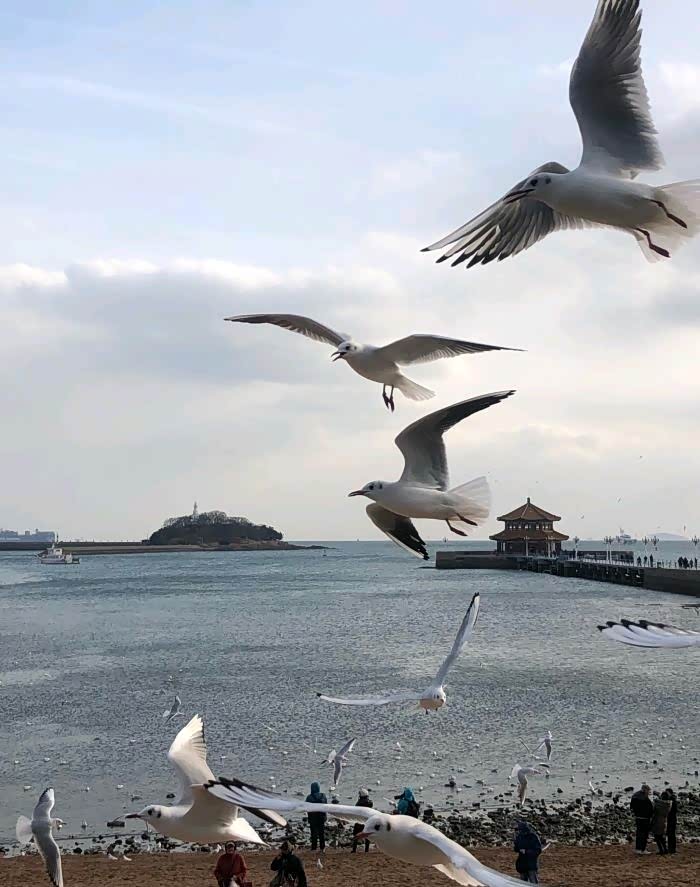 700_887竖版 竖屏