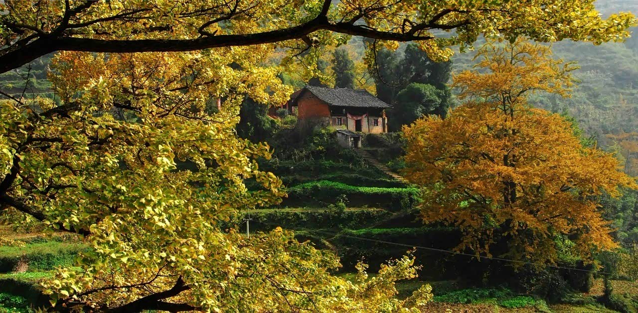 六盘水妥乐村走进最低调的世界古银杏之乡