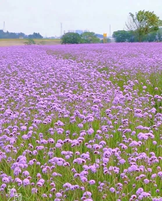 万物复苏送福利小鹏车主带你游莲塘玫瑰园