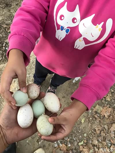 周末带孩子回老家挖地瓜