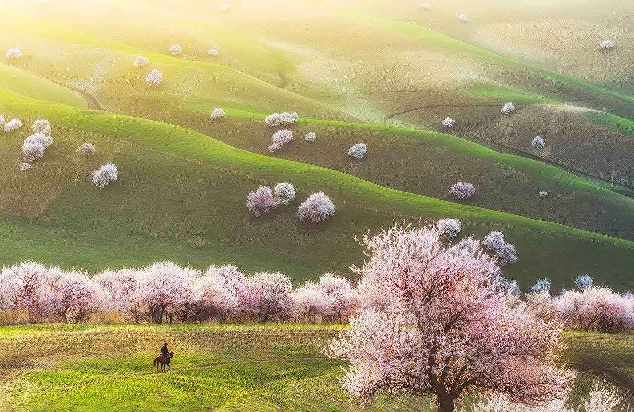 新疆伊犁·杏花谷,如同童话般的美妙,久久飘香和精彩.