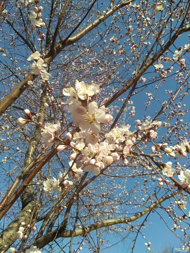 路边的桃花开的正艳,比我们小区开的漂亮