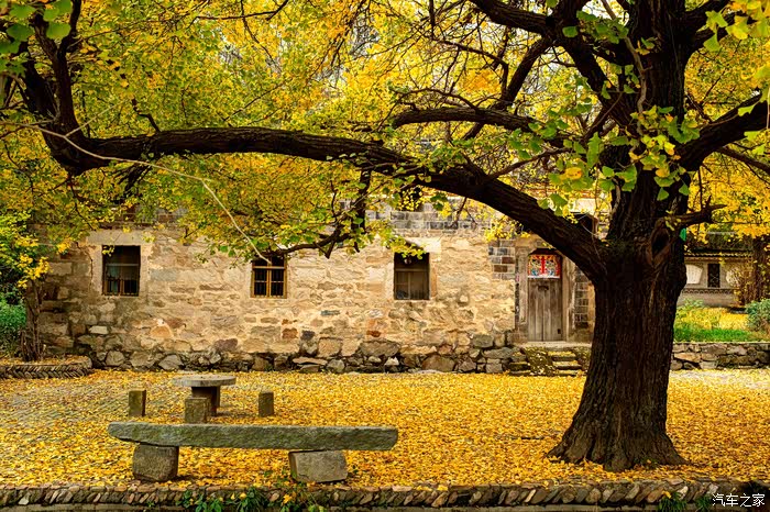 赏银杏游古村落新县郭家河乡卡房乡2日自驾游游记