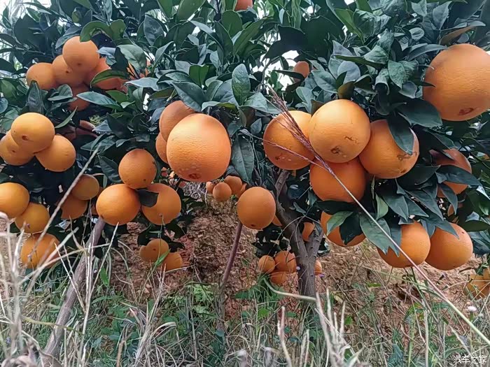 与沃同行沃带我逛橙子园
