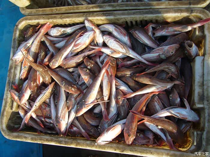 十一游记大征集2019国庆节海边小渔港一瞥