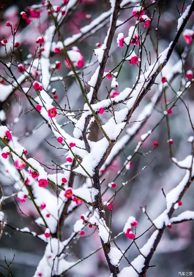 梅花,雪花是冬天——这个季节的最爱