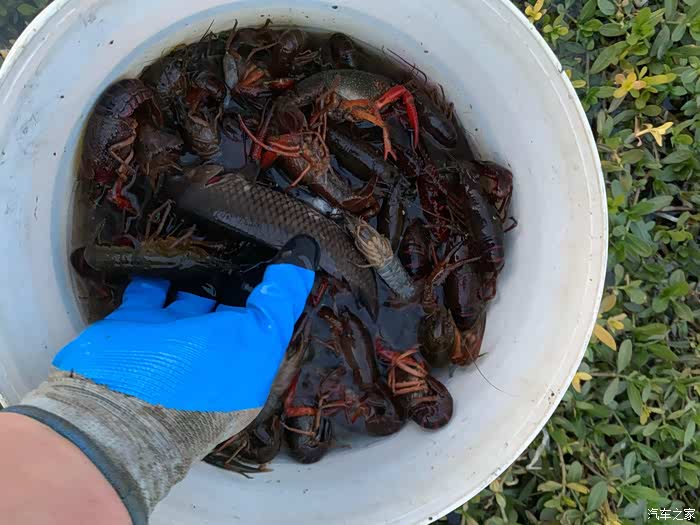 雄展飞飞再次组织车友抓小龙虾野炊活动