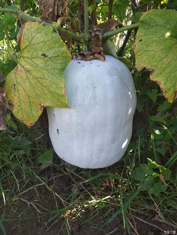 这是地里的白毛冬瓜,看着就好吧