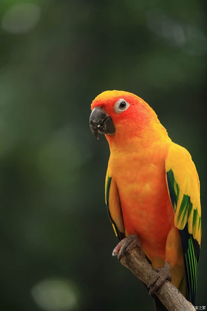 告别2021聪明的太阳锥尾鹦鹉