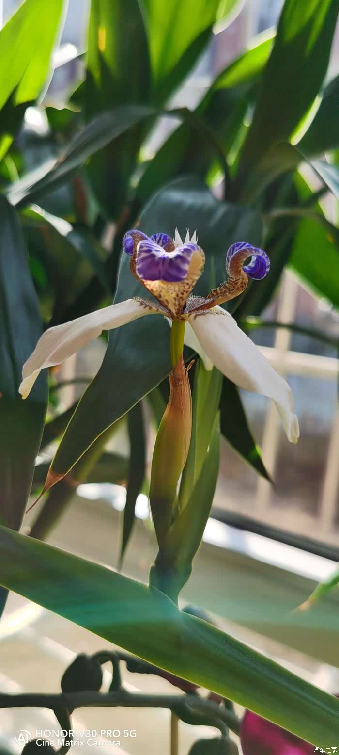 静静的花开-----巴西鸢尾花