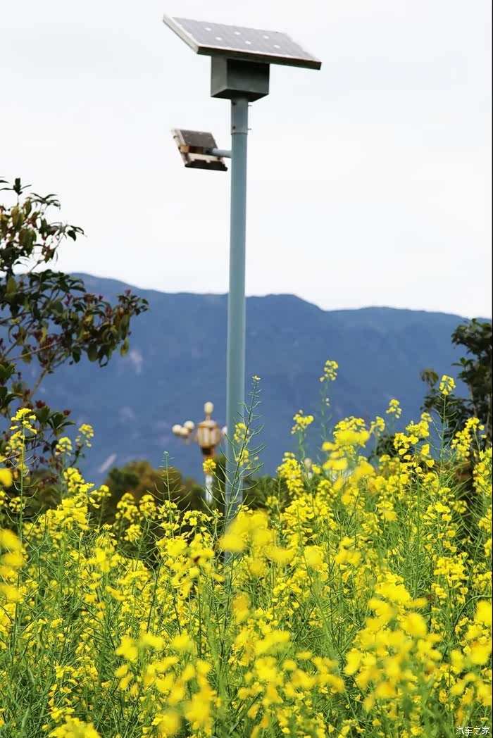 宁德的春天已发货,大门山公园万株油菜花等你签收!