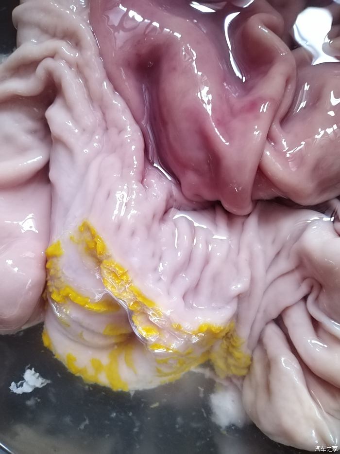 猪肚内发现一些黄色凸起颗粒是不是不能吃了啊