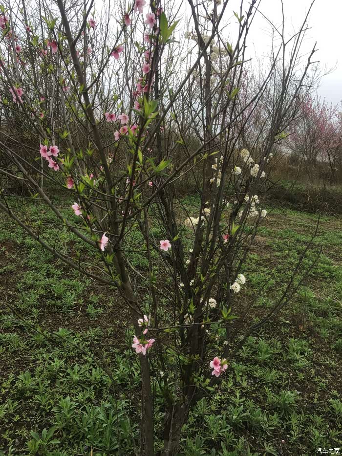 入林便看到一株"桃李芬芳",是由一株桃树和李树嫁接而成,正谓正在争春