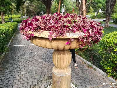 这么大的一盆花啊,这个花篮好别致啊.