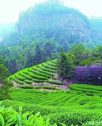 茶園裡的風景很美,空氣也特別清新.