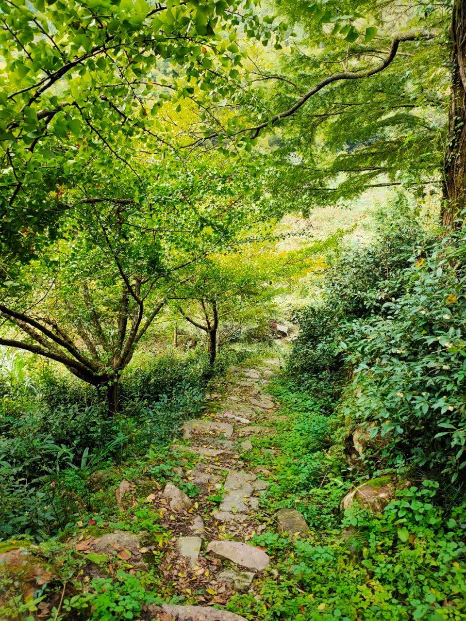 宁波四明山深处茅镬古树林!