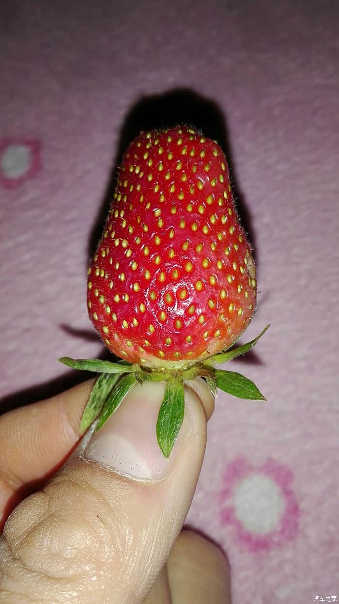 樱桃熟了丶草莓上市了丶周末晒太阳摘草莓樱桃