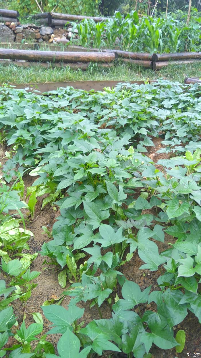 红苕颠都认不到!现在娃儿嗯不晓得啷个种地了.