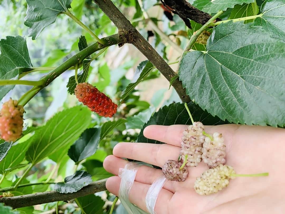 奶油桑葚,第一次吃