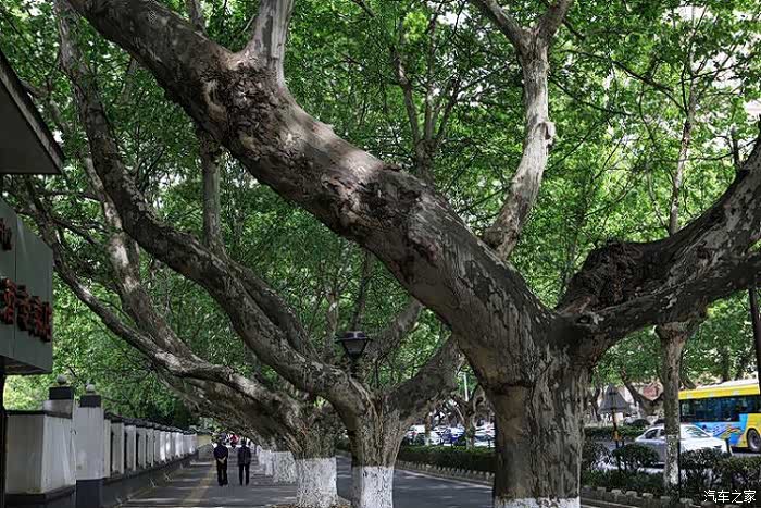一句梧桐美,种满南京路.