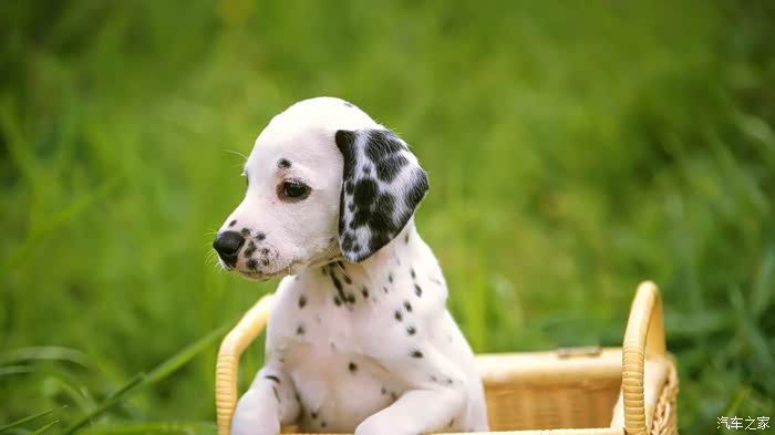 喜迎2022猎犬斑点狗