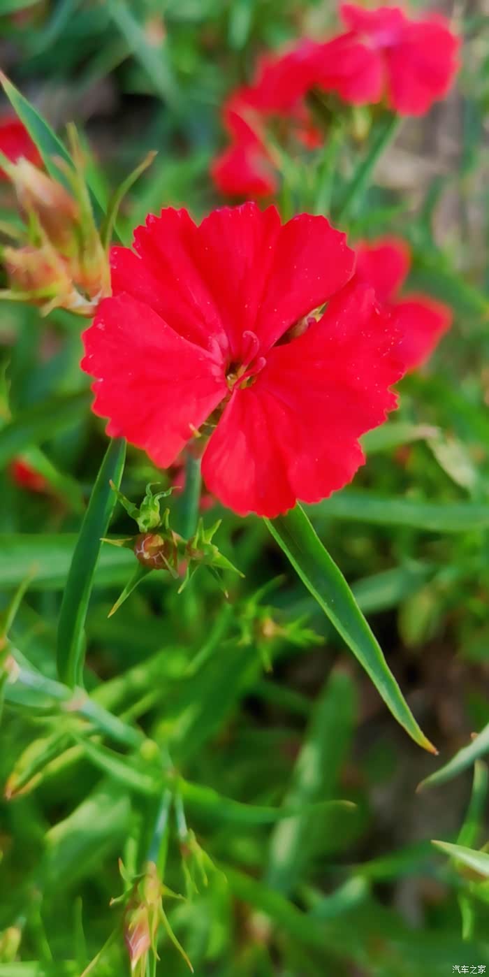 红花配绿叶