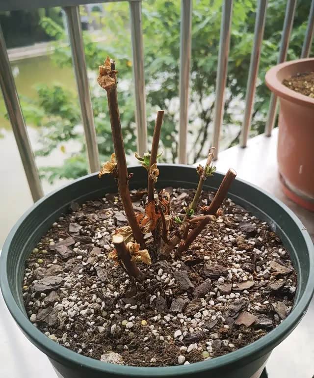 冬天4种花会"假死",盆栽变得"光秃秃"也别扔,明年照样开花