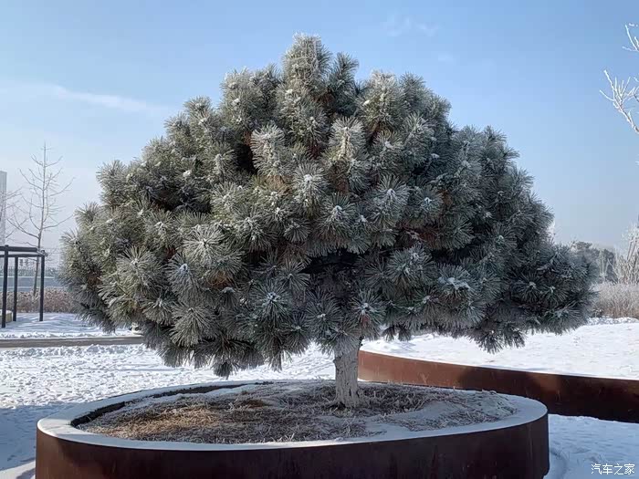 常青树也没想过它有一天会这么美丽.就像是素描笔下的样子.