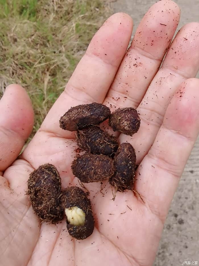 生吃虫子紫茎甲的幼虫