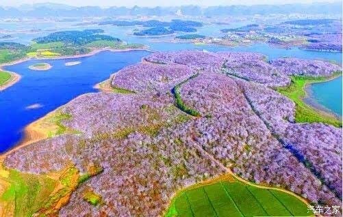 贵阳市平坝农场航拍的樱花海,简直被美哭了!