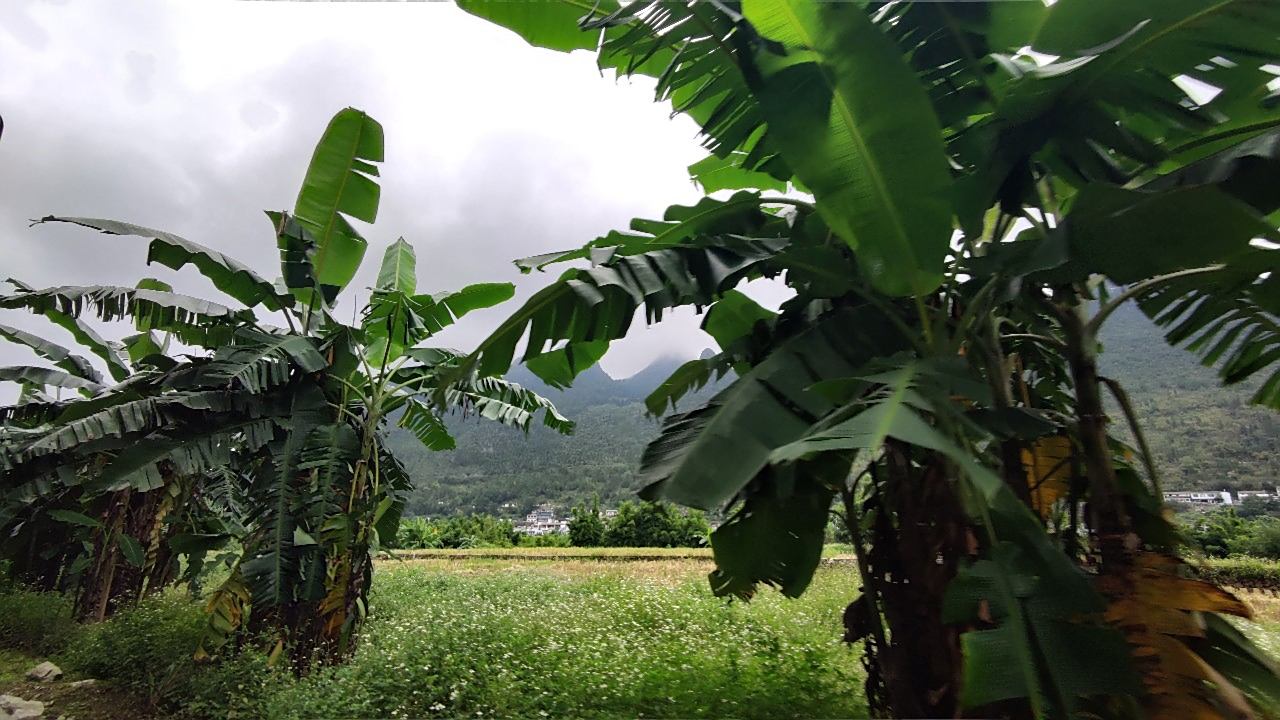 雙節出遊興義萬峰林風景區山谷裡的芭蕉林