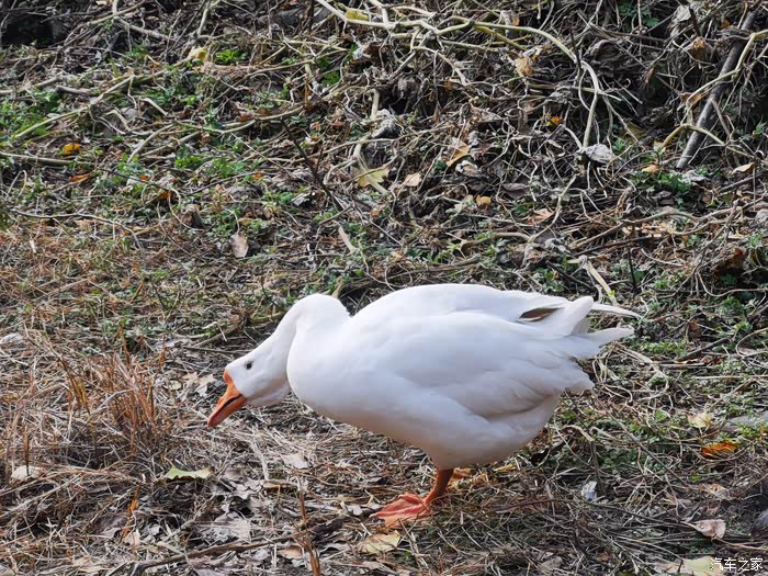 与灰狮相伴阳光温暖岁月静好