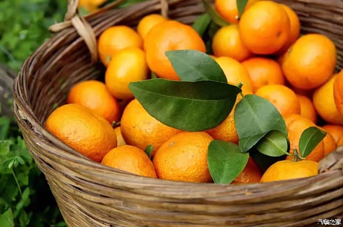 又是一年橙黄橘绿时感觉摘桔子的乐趣