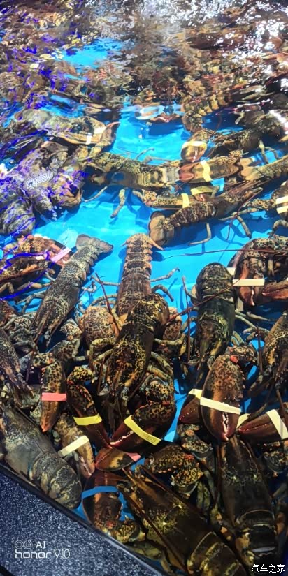 去马云家吃海鲜～～盒马鲜生