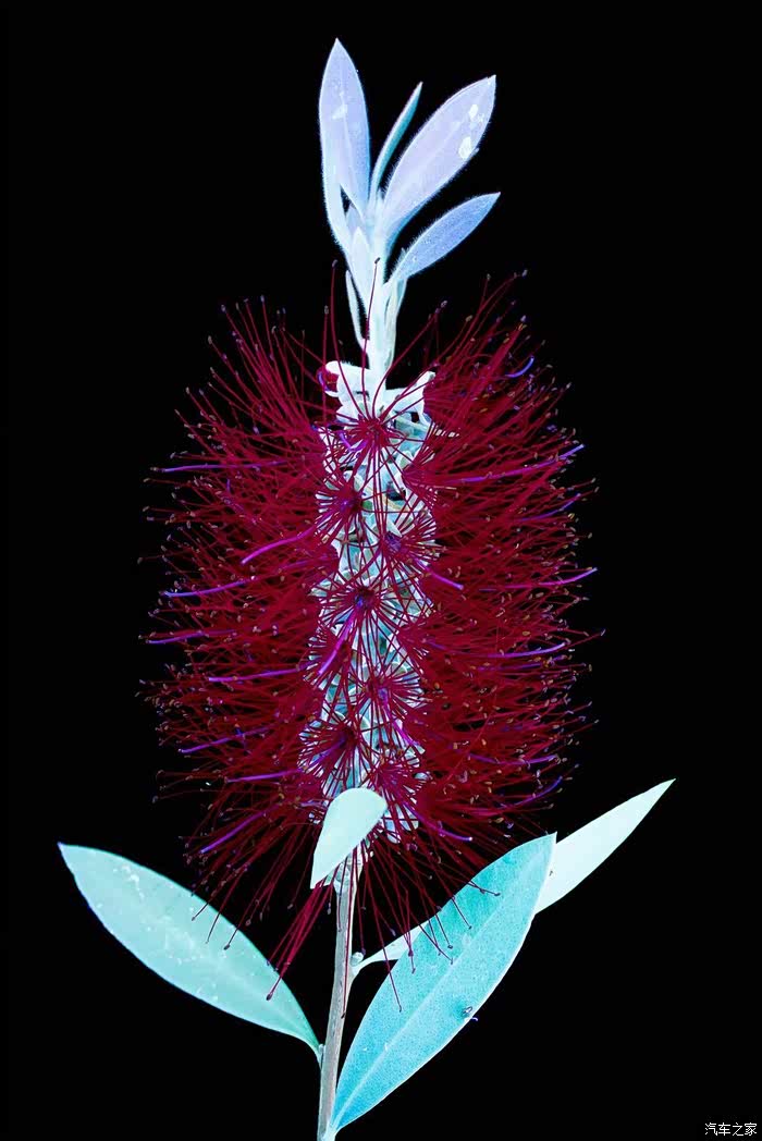 美国摄影师使用紫外线拍摄技术为我们献上了不同的视觉享受