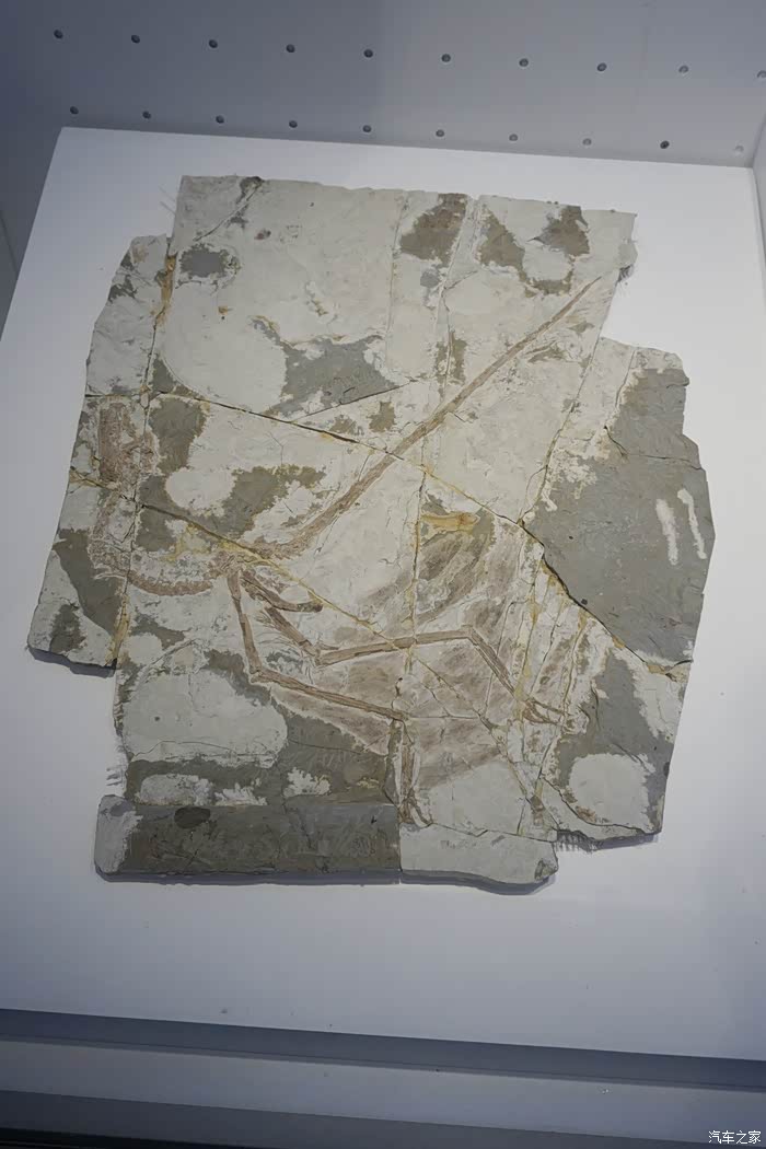 随适应环境的不同而产生变异辽西鸟化石欣赏