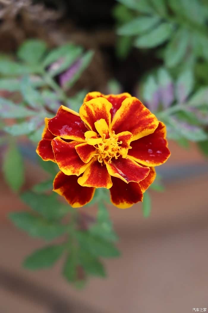 喜迎2022孔雀草花随拍