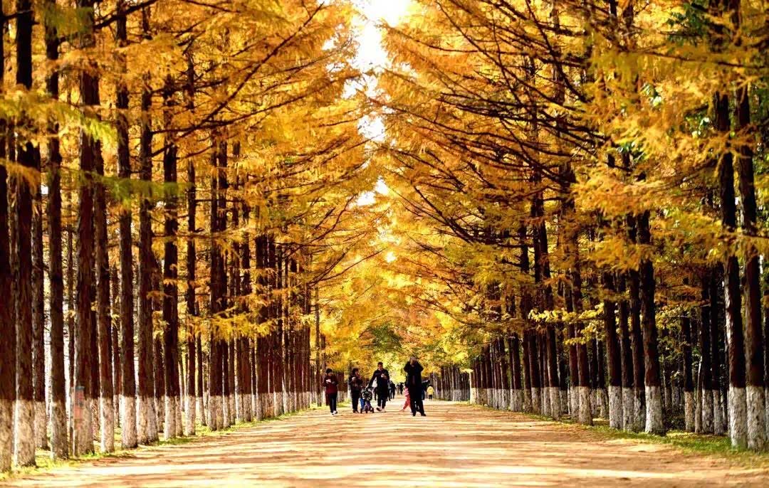长春百木园里,被市民朋友赞誉为"黄金大道".