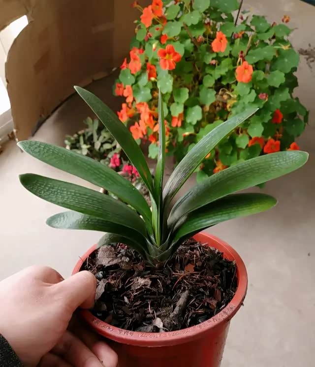 秋季正是君子兰生长开花孕蕾时期,叶片生机勃勃长的快,肥厚油绿
