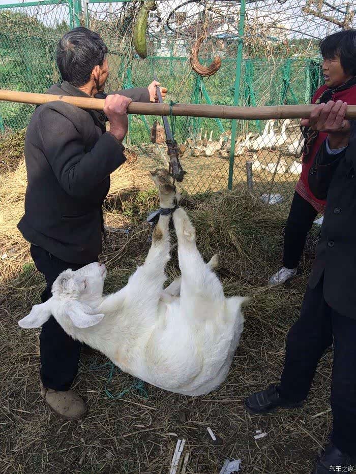 冬令进补,车友们一同吃上海本地羊肉宴