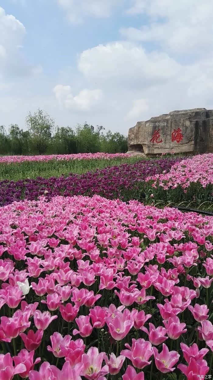 穿越人海,就为那一片花海——炫行南充